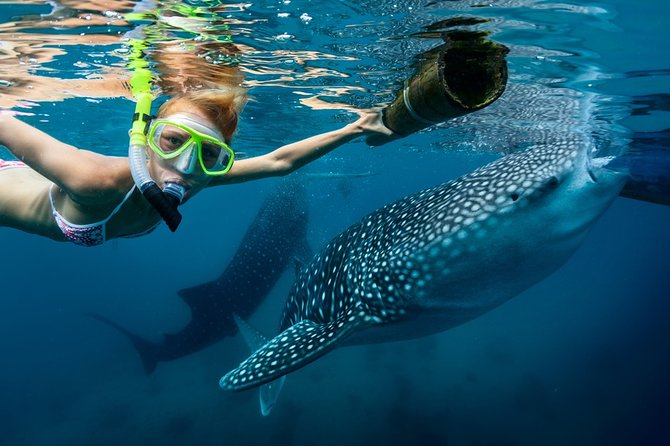Snorkeling With Whale Sharks and Kawasan Canyoning - Activity Overview