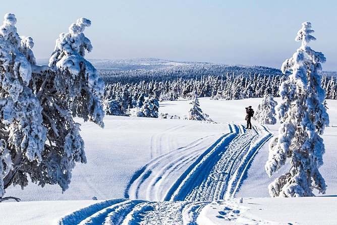 Snowmobile Safari in the Forest - Overview and Experience