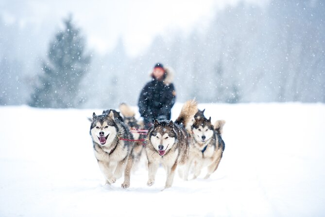 Snowy Trails 10km Husky Safari From Rovaniemi - Activity Overview and Experience