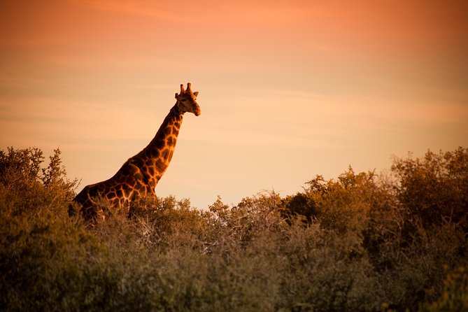 South African Bush Safari in Oudtshoorn  - Western Cape - Safari Experience