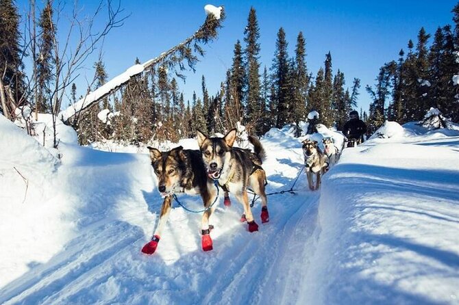 South Anchorage Turnagain Pass Spring Dog Sledding - What to Expect