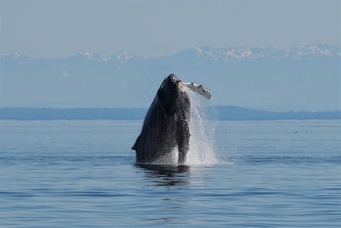 Spring Bears and Whales in Campbell River Tour - Tour Overview