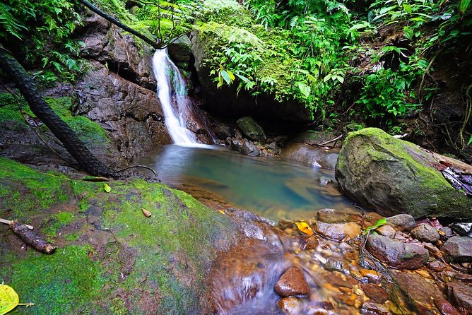 St. Kitts Half-Day Rainforest Tour - Tour Details and Highlights