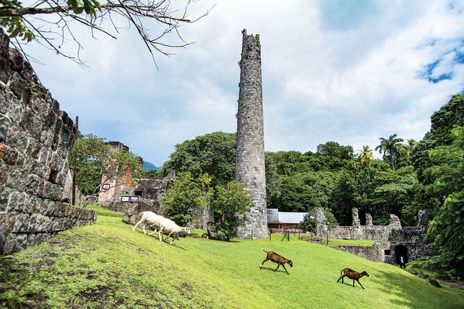 St Kitts Rainforest Tour - Tour Duration and Departure