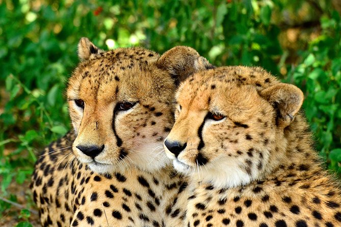 St Lucia Estuary Safari & Emdoneni Wild Cat Project Day Tour From Durban - Good To Know
