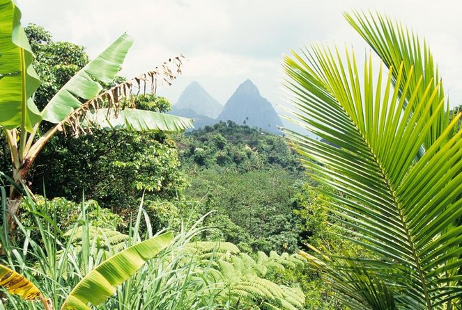 St Lucia Rainforest Walk - Tour Details