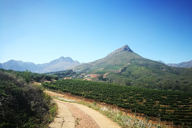 Stellenbosch Vineyard Walk & Wine Tasting - Vineyard Walk Experience