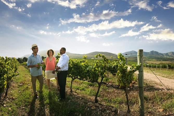 Stellenbosch Wine Tour Half Day From Cape Town - Itinerary