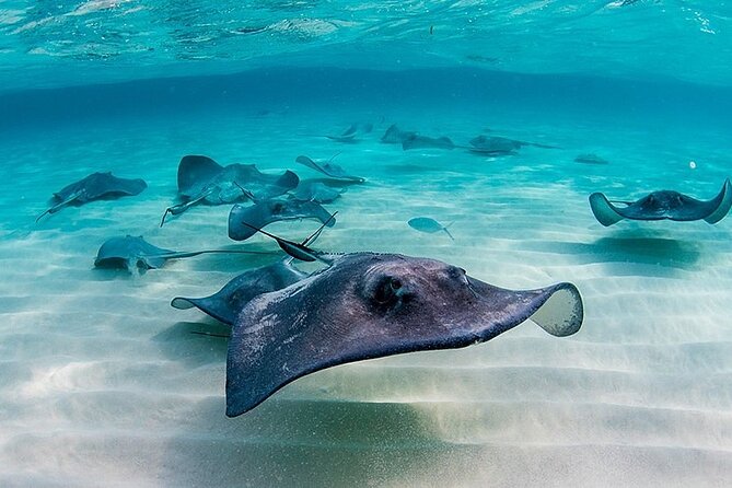 Stingray City and Starfish Point Water Tours in Grand Cayman - Tour Highlights