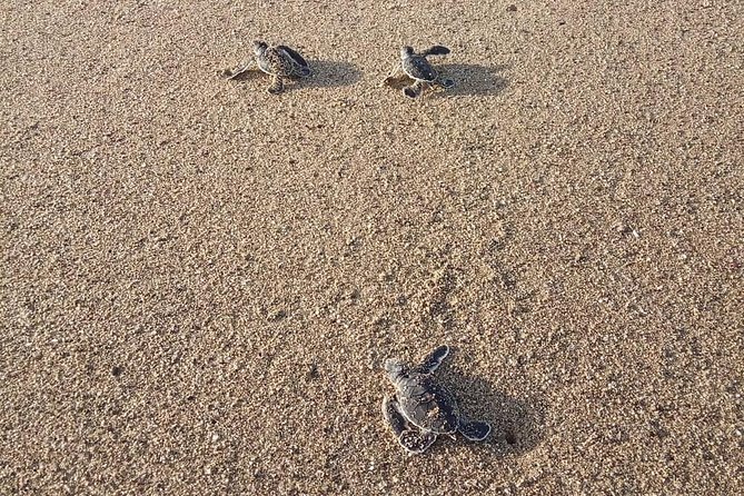 Sukamade Turtle Land Beach (2D1N) - Overview of Sukamade Turtle Land Beach