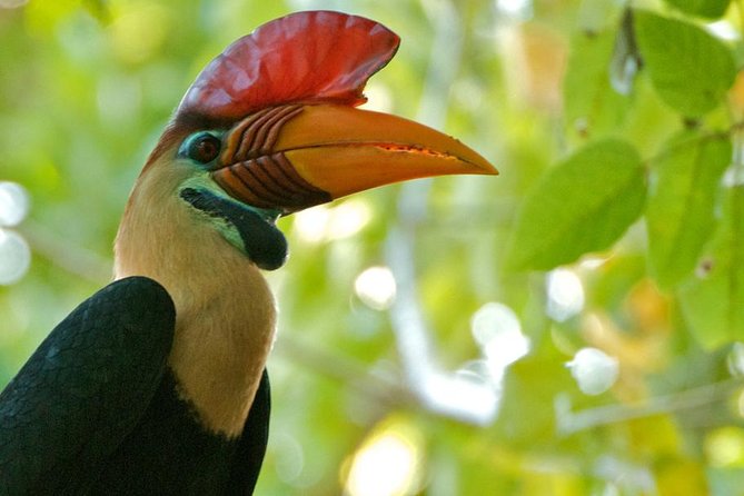 Sulawesi Tangkoko National Park Private Tour - Wildlife Encounters