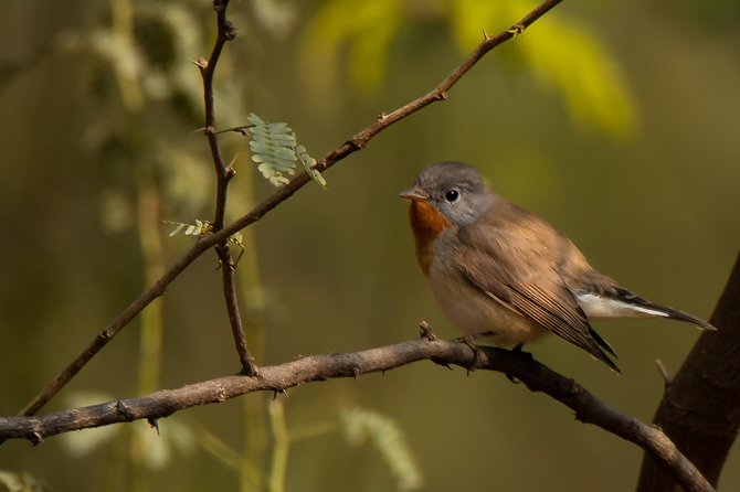 Sultanpur National Park Bird Photography Private Tour  - New Delhi - Experience Highlights
