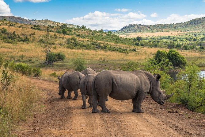 Sun City & Pilanesberg Game Reserve (Closed Vehicle) - Overview of Sun City & Pilanesberg Game Reserve