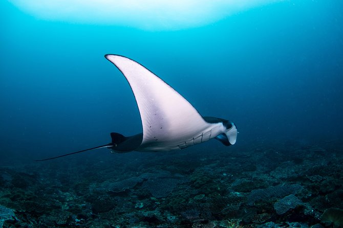Sun Fish/ Mola Mola Nusa Penida Scuba Diving Trip - Dive Site Overview