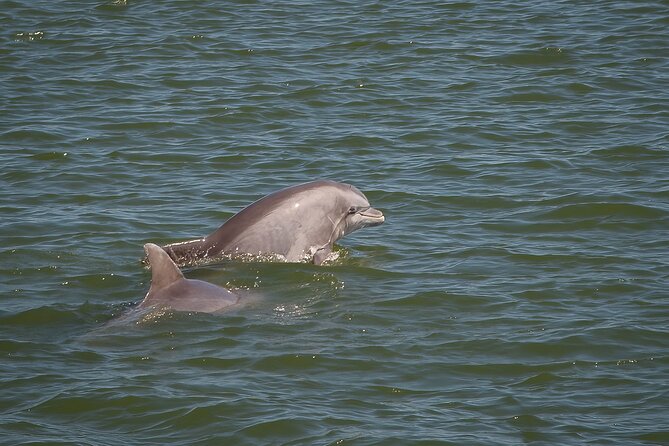 Sunset Dolphin/Bird Watching On A Private Guided Savannah Cruise - Tour Highlights