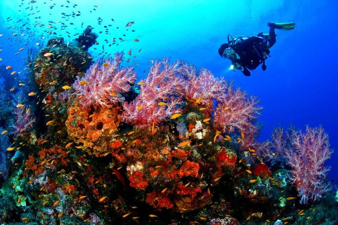 Sunset Night Dive for Certified Divers in St Thomas - What to Expect