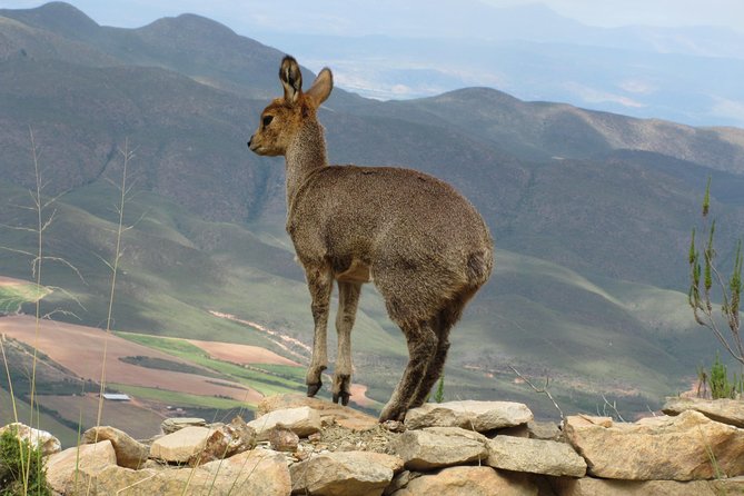 Swartberg Mountain Circular ALL Inclusive PRIVATE Day Tour - Tour Highlights