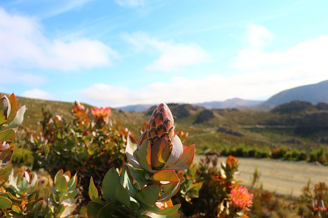 Swartberg Sunset Tour and Dinner - Overview of Swartberg Sunset Tour