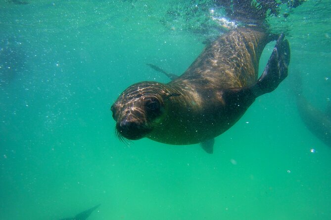 Swim With the Seals in Plettenberg Bay - What to Expect During the Seal Swimming Experience