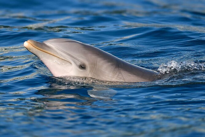 Swimming With Dolphins in Sharm - Pricing Information
