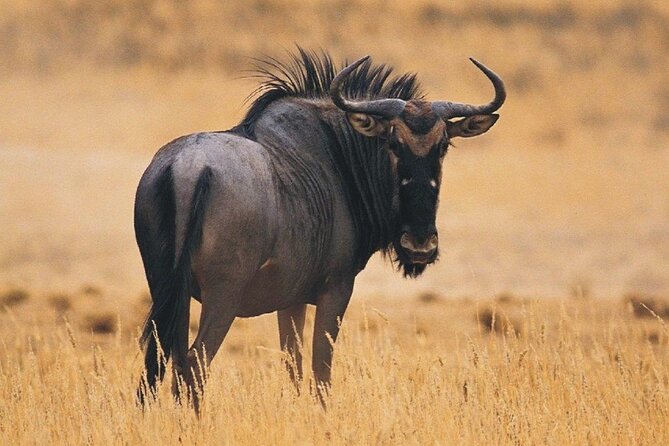 Tala Game Reserve, Natal Lion Park & Sani Pass From Durban 2 Days - Overview of Tala Game Reserve