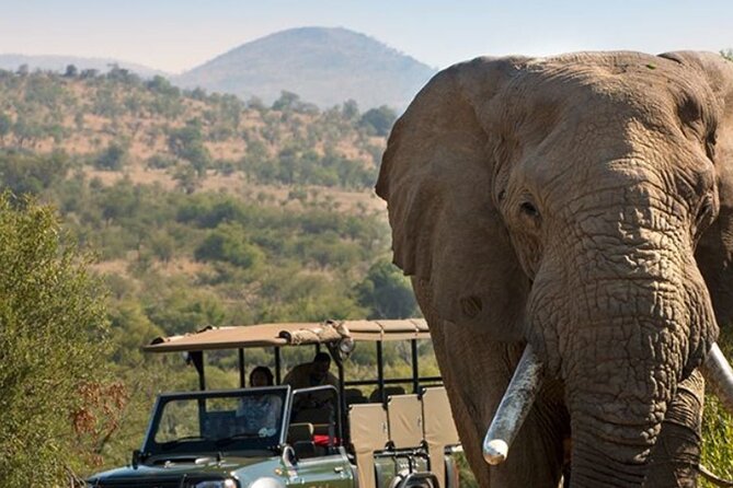 Tala Game Reserve, Phezulu Safari & Natal Lion Park Full Day Tour From Durban - Tour Highlights