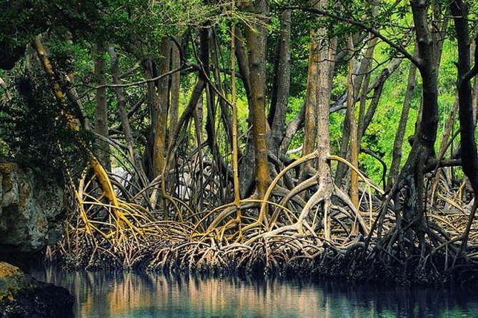 Tamarindo Estuary Boat Safari - Tour Highlights and Wildlife Spotting