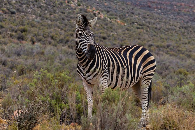 Tanzania Safari 1- Day - ARUSHA NATIONAL PARK VISIT - Pricing and Booking Information