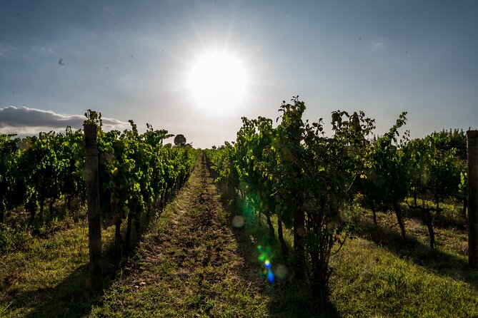 TASTING Selection of 3 Wines in Montefalco - Wine Tasting Itinerary