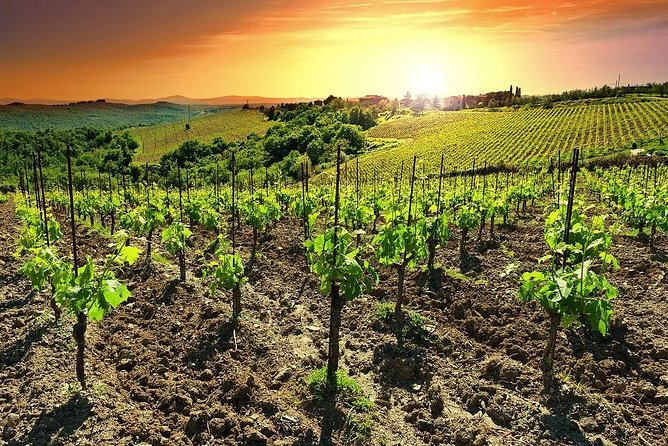 Temecula Wine Country Tour From San Diego - Tour Highlights