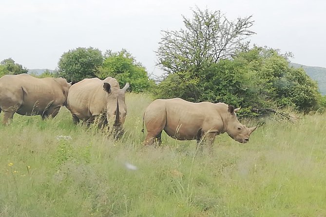 Tented Kruger Park Safari 3-Day From Johannesburg or Pretoria R 7000 - Alcohol and Changes