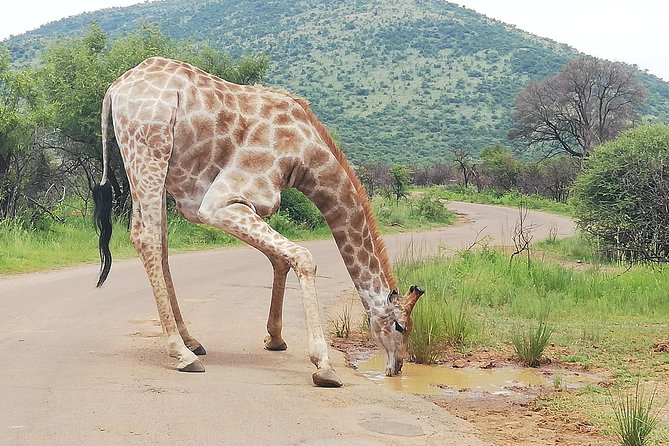 Tented Pilanesberg Safari 2-Day From Johannesburg R3990 - Date and Travelers