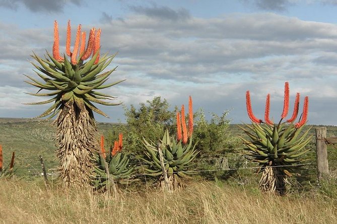 The Eastern Cape Wild Aloe Tour - FD14 - Itinerary Details