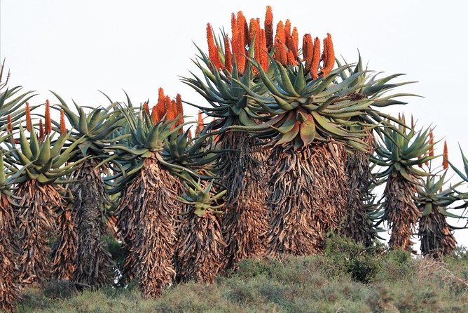 The Eastern Cape Wild Aloe Tour From Port Elizabeth - FD14 - Tour Details