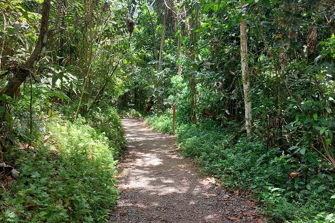 The El Yunque Rainforest Experience - Overview of El Yunque Rainforest