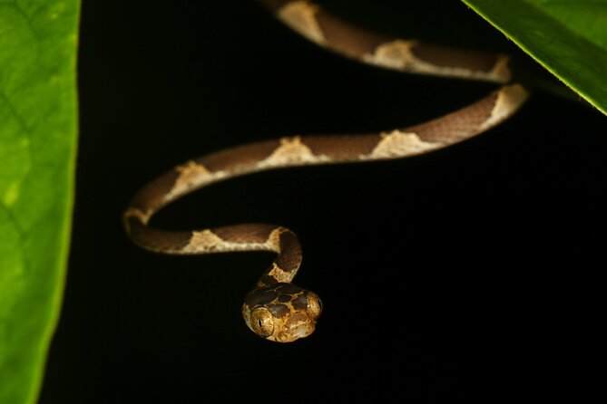 The Night Tour With Tracie the Bug Lady - Overview and Experience