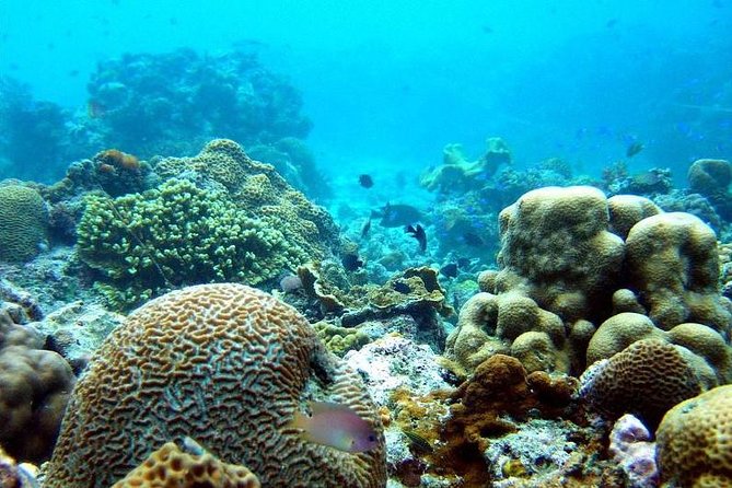The Ultimate Rush: Moalboal Sardine Run and Kawasan Canyoneering - Moalboal: Divers Paradise