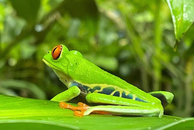Thrilling Jungle River Adventure With Unique Wildlife - Tour Details