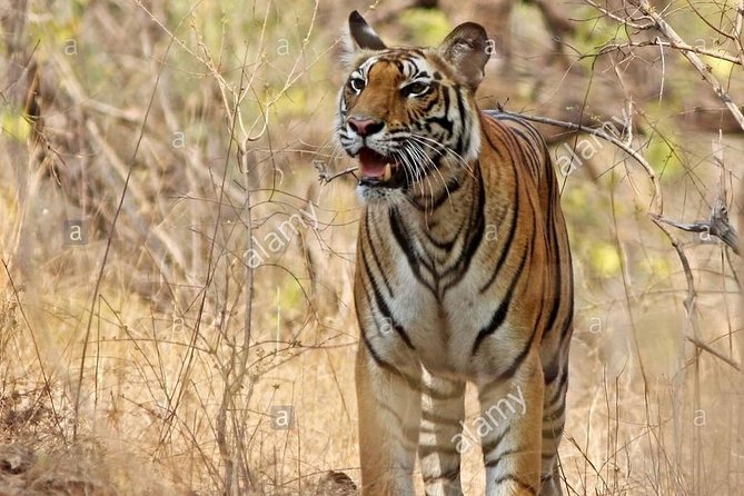 Tiger Safari at Bandhavgarh National Park - Safari Options and Inclusions