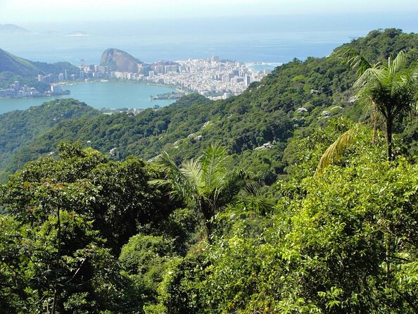 Tijuca Forest Half-Day Hike (Small Group or Private) - Price and Booking Details