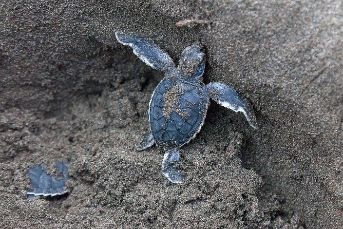 Tortuguero Park Escape: 3-Day Adventure Package - Inclusions and Highlights