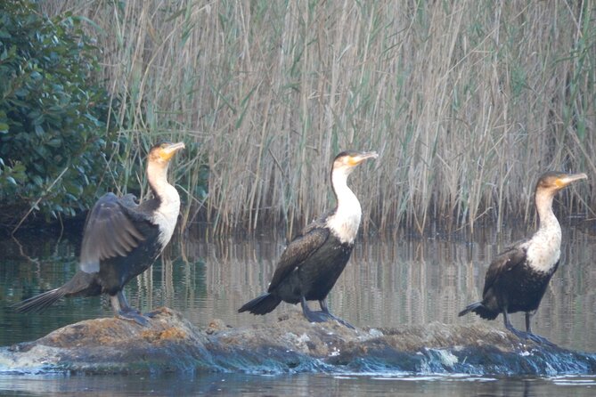 Touw River Boat Cruise - Wilderness National Park - Overview of the Riverboat Cruise