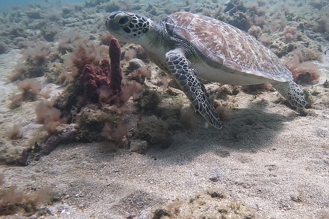 Try an Exciting SCUBA Dive on the #1 Reef in the US - Dive Experience Highlights