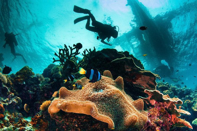 Try and Discover Scuba Diving - Benefits of Discover Scuba Diving