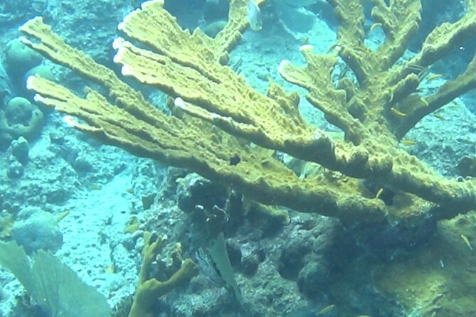 TUGBOAT Snorkeling Trip - Traveler Photos