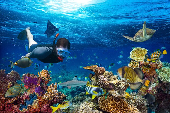 Turtle and Shipwreck Snorkel Private Tour in Barbados - Pricing and Booking Details
