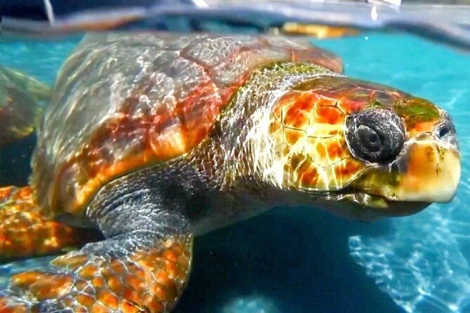 Turtle Experience in Cape Verde - Turtle Nesting Season in Cape Verde