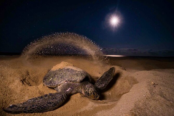 Turtle Nesting Night Tour in Tortuguero - Tour Overview