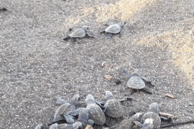 Turtle Nesting Tour - Good To Know