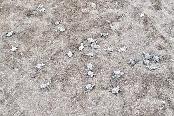 Turtle Watching Tour - Logistics and Pickup Details